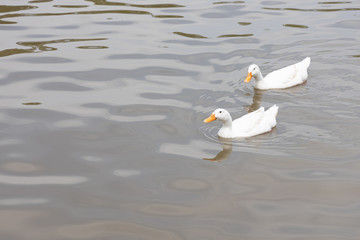 Two Pekin or White Pekin ducks are swimming in the canals that are still in the daytime. Have copy space.