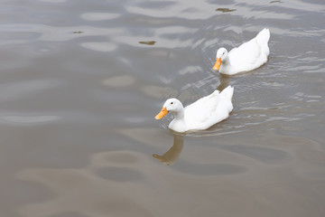Two Pekin or White Pekin ducks are swimming in the canals that are still in the daytime. Have copy space.