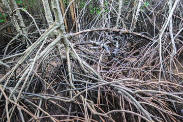 Pattern of Prop roots or Buttress roots of the mangrove tree (Rhizophora Apiculata) in mangrove forest of Thailand