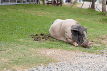 The large Pink and black Hampshire pig that is lying on the lawn looks relaxed. Have copy space.