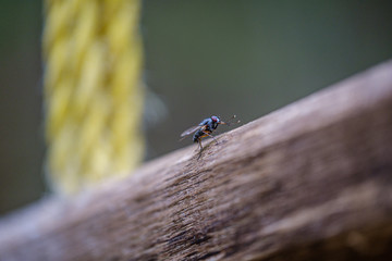 fly insect resting on a leaf