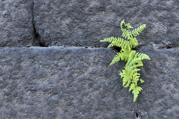 Background texture wall of castle with solitary green fern vegetation