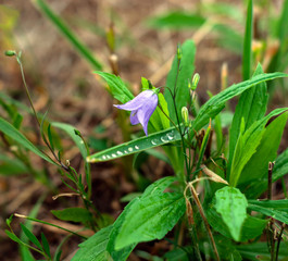 bell flower on a meadow on the background of grass.