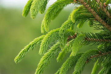 Spruce Leaves Sprouting in Springtime