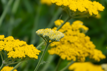 Yarrow Flower Buds in Springtime © Erik