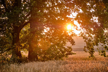 Landscape with beautiful trees in a grain field with the evening sun shining through the leaves in Germany