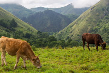 Fototapeta na wymiar farm cows
