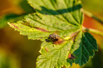 fly insect resting on a leaf