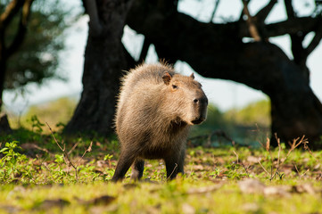 Capivara