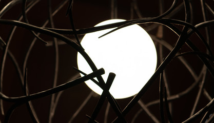 a light encircled by branches