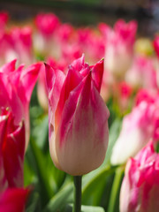 Beautiful tulips in spring Symbol of the country of the Netherlands