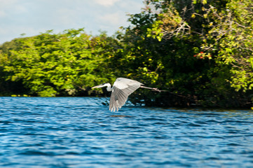 Fototapeta premium Maguari