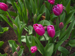 Beautiful tulips in spring Symbol of the country of the Netherlands