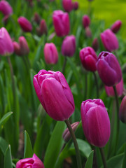 Fototapeta premium Beautiful tulips in spring Symbol of the country of the Netherlands