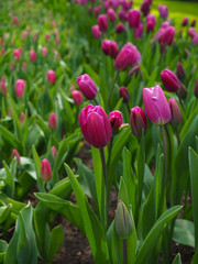 Beautiful tulips in spring Symbol of the country of the Netherlands