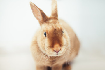 Red rabbit on white background