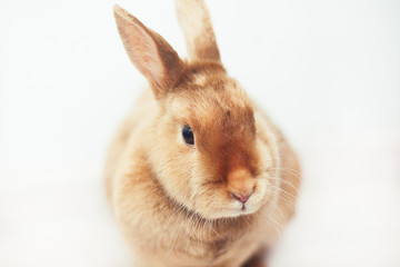 Red rabbit on white background