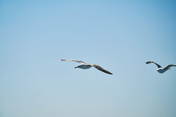 Beautiful seagull flying in the air