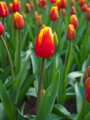 Obraz premium Beautiful tulips in spring Symbol of the country of the Netherlands