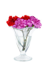 carnation in a glass vase