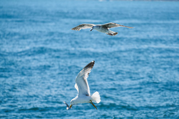 Beautiful seagull flying in the air