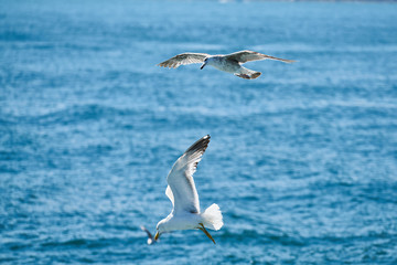 Fototapeta premium Beautiful seagull flying in the air