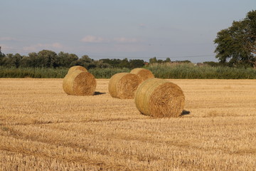 Fototapeta premium Ein Feld mit Hauballen