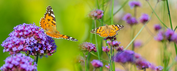 The panoramic view the garden flowers and butterflies Vanessa cardui