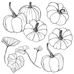 Vector pumpkins set for harvest festival. Hand painted traditional pumpkins with leaves and branches isolated on white background. Botanical line art illustration for design, print or background.