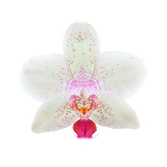 Orchid on white background - 281403325