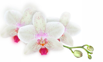 White Orchid flowers with buds - 281403335
