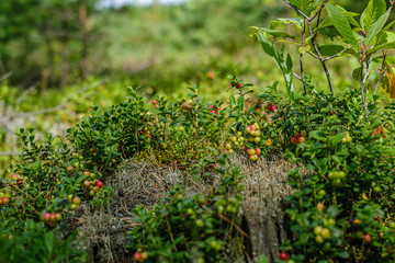 lingonberries cranberries on green moss in forest near dry tree stomps