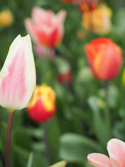 Fototapeta premium Beautiful tulips in spring Symbol of the country of the Netherlands