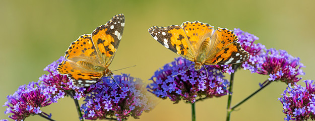 The panoramic view the garden flowers and butterflies Vanessa cardui