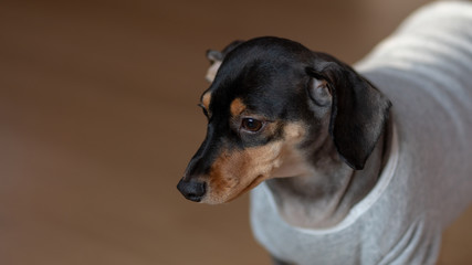 Dachshund, a puppy lying on its stomach.