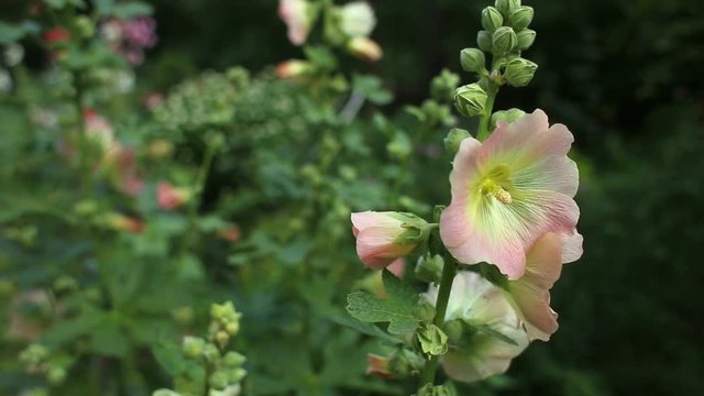 Pale pink mallow flower, malva in the garden close up