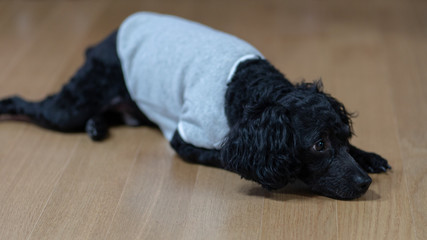 A dog lying on its stomach, a black poodle.