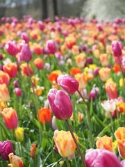  Beautiful tulips in spring Symbol of the country of the Netherlands © oopoontongoo