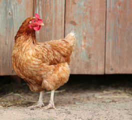 brown hen looking for food in the farm yard. Chickens. Free Range Cock and Hens