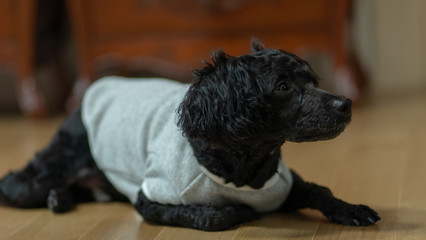 A dog lying on its stomach, a black poodle.