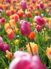 Beautiful tulips in spring Symbol of the country of the Netherlands