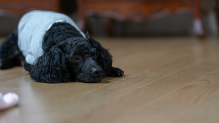 A dog lying on its stomach, a black poodle.