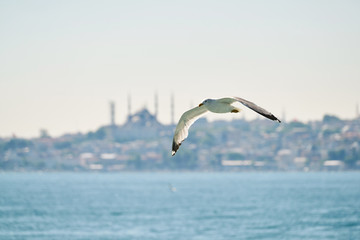 Fototapeta na wymiar Beautiful seagull flying in the air