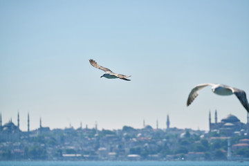 Fototapeta na wymiar Beautiful seagull flying in the air
