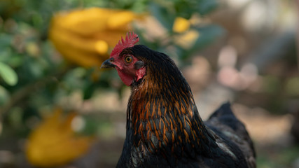 Native chicken grown on rural farms with eco-friendly farming methods
