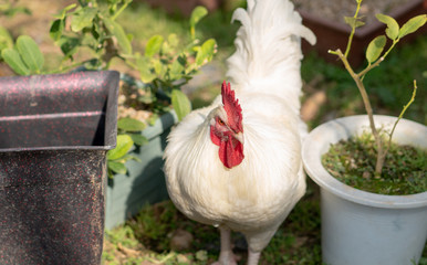 Native chicken grown on rural farms with eco-friendly farming methods