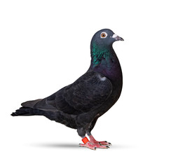 black feather of homing speed racing pigeon isolated white background