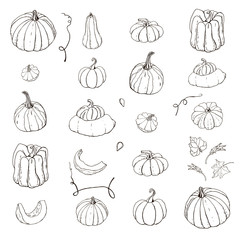 Collection of colorless pumpkin doodles. Fall harvest. Vector stock set. Cute icons with watercolor texture. Can be used for printed materials. Food background. Hand drawn. - 281404916