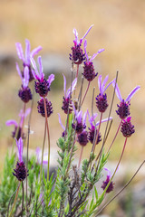 Flores de lavanda en primavera. Madrid. Españ. Europa.