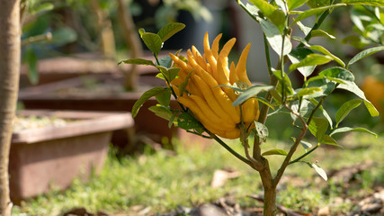 Yellow nutritious Buddha's hand